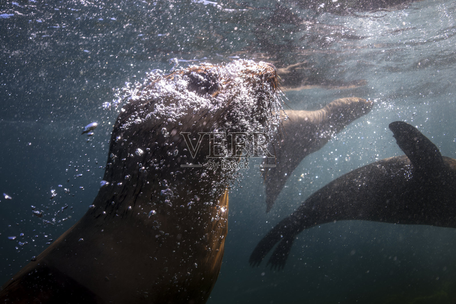 海洋杂技演员照片摄影图片