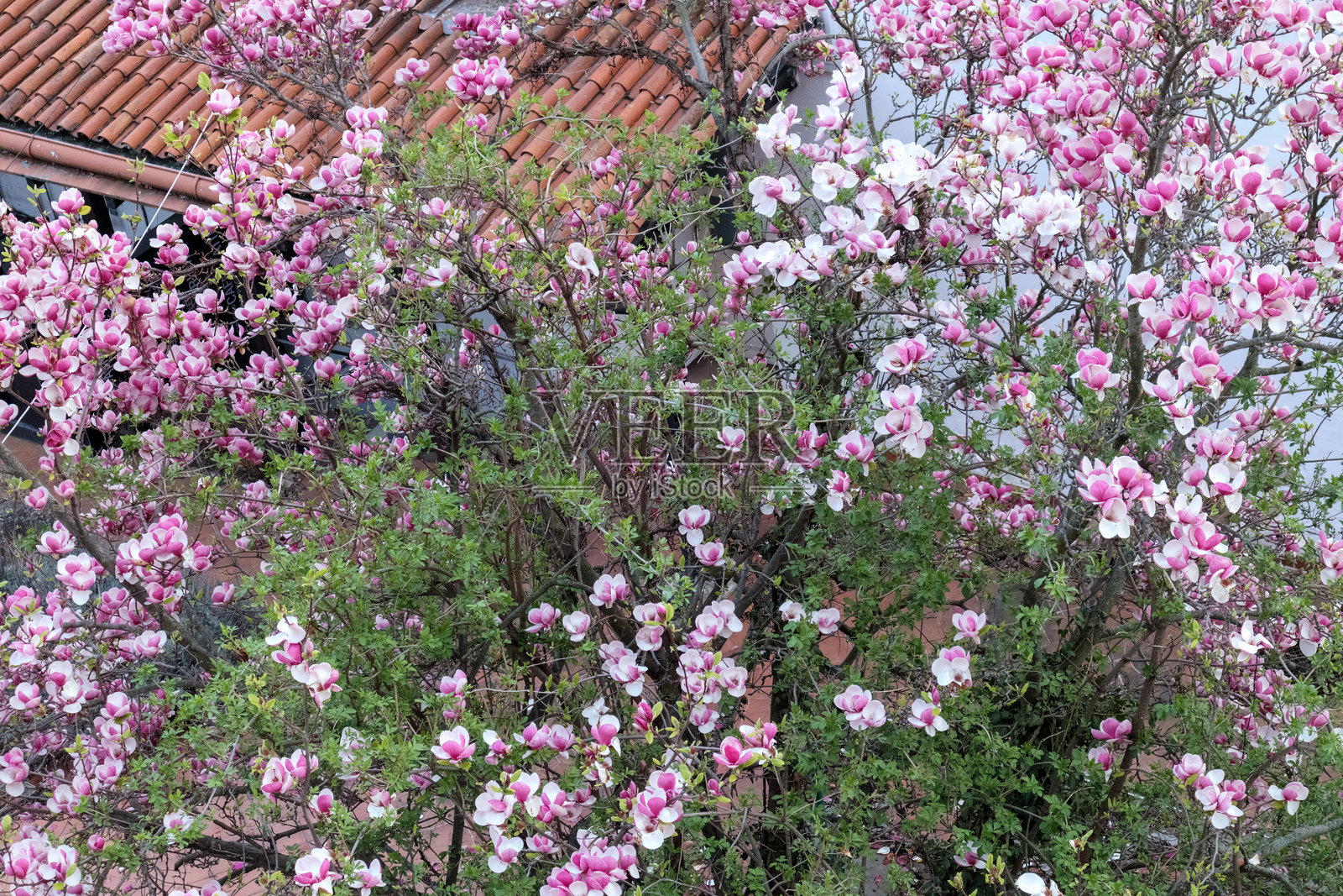 一棵开花的树或灌木，盛开着大型粉色和白色的花朵。花朵盛开，繁茂地覆盖在树枝上，形成一层壮观的花卉毯子。照片摄影图片