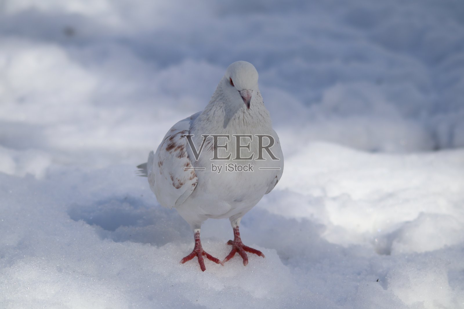 白色野鸽照片摄影图片
