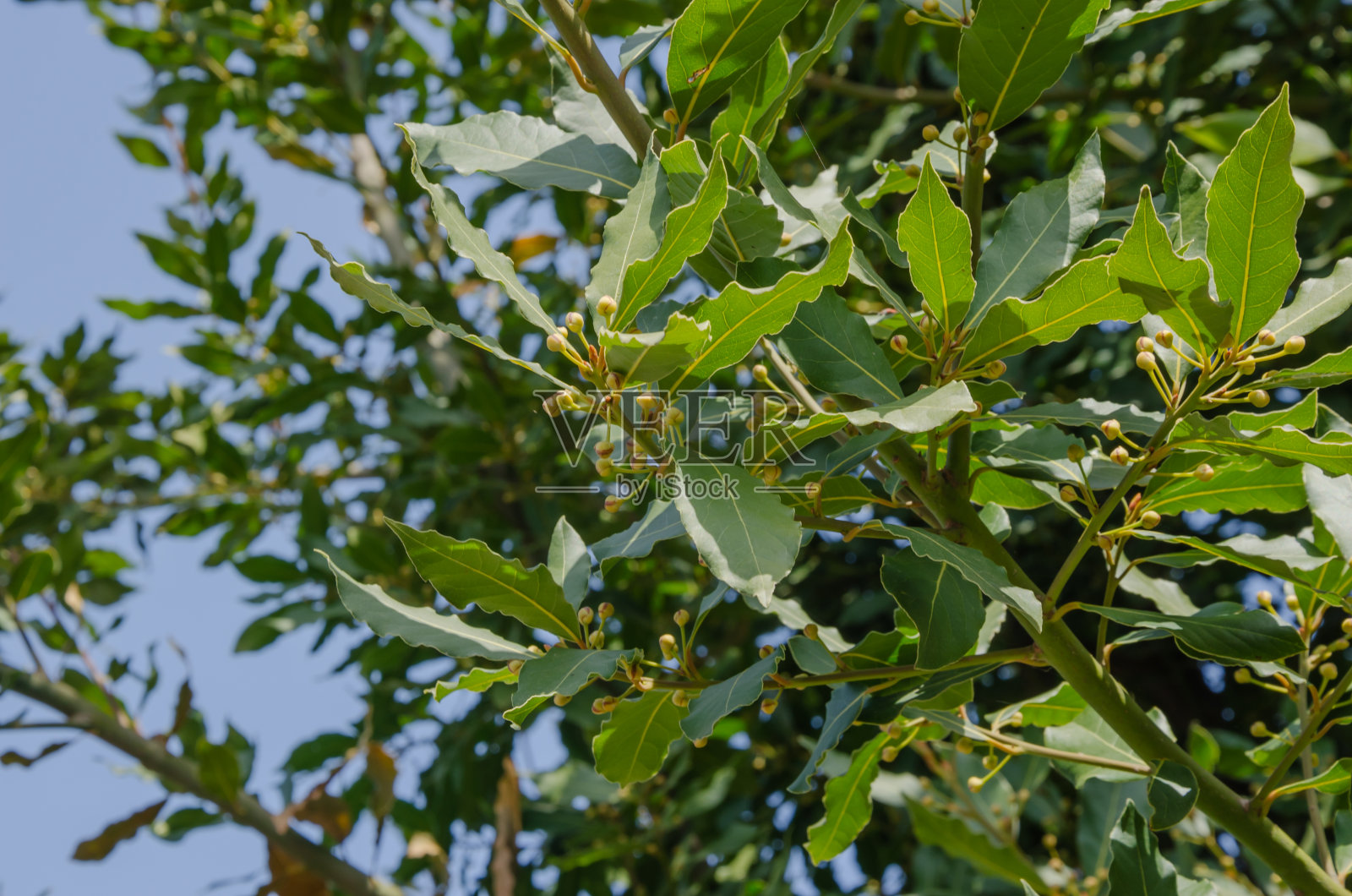 一棵高大的月桂树映衬着蓝天照片摄影图片