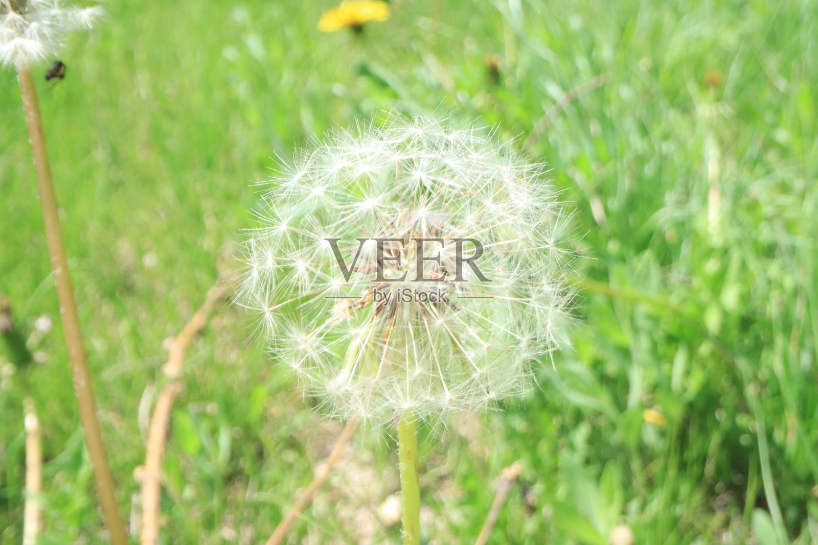 欣赏萨斯喀彻温省的风景照片摄影图片