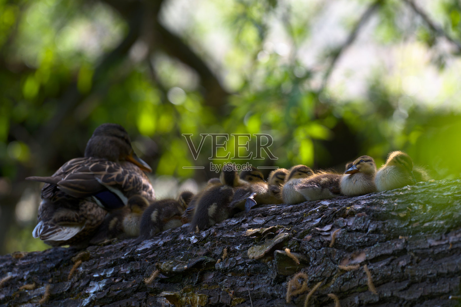 母鸭和小鸭子在树干上照片摄影图片