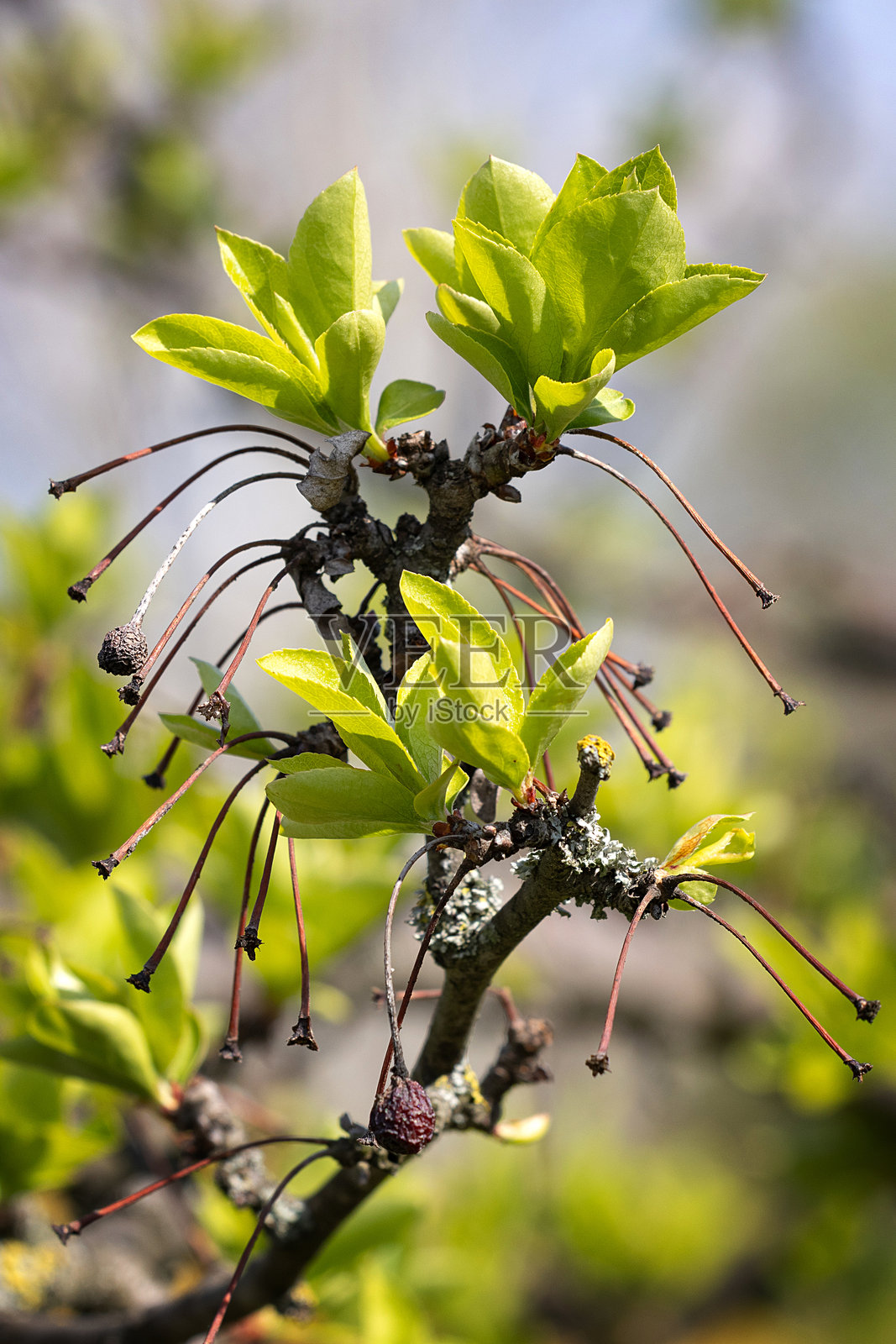 海棠树枝上的粉色花蕾照片摄影图片