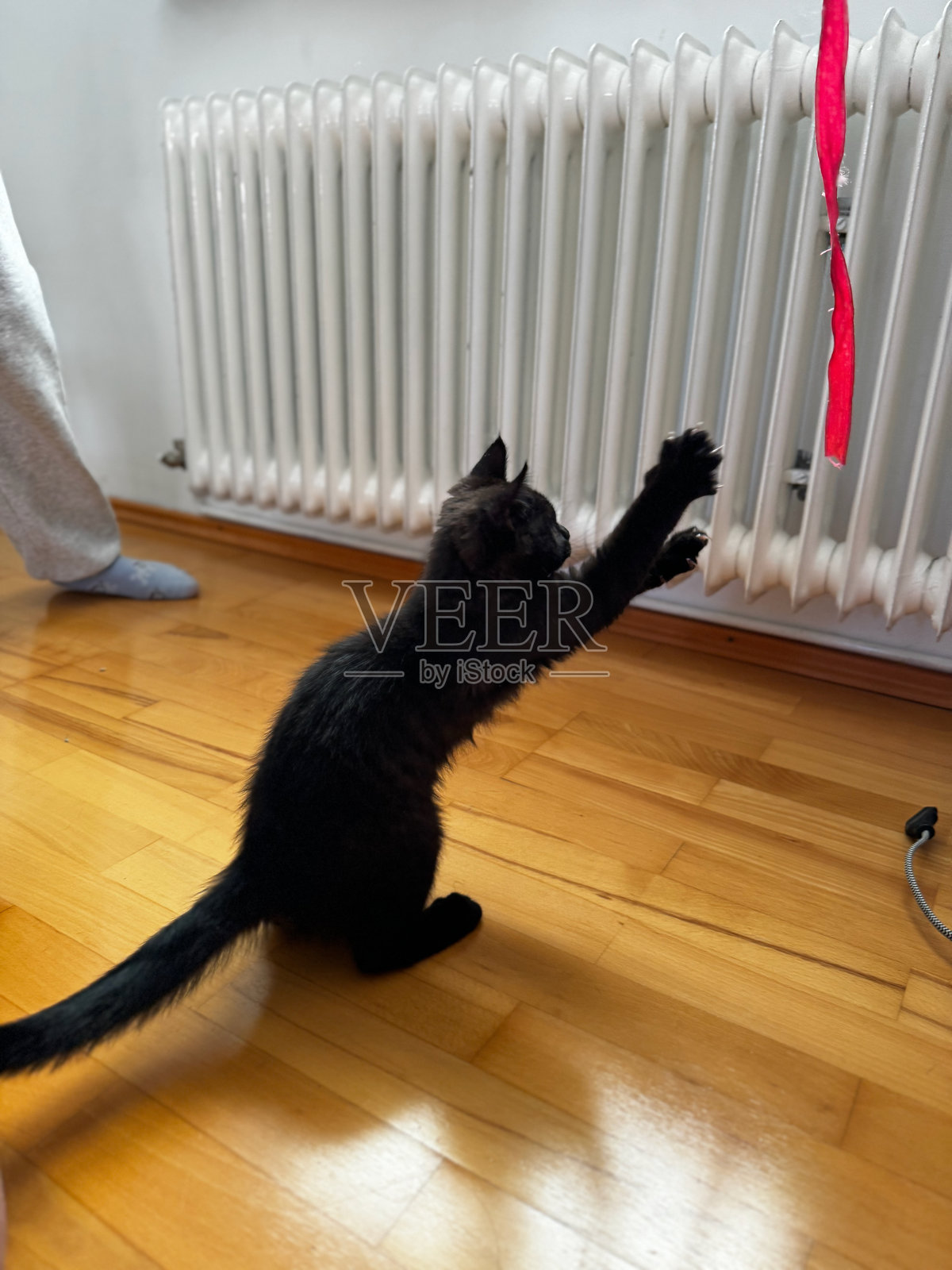 顽皮的黑色小猫追逐红色丝带照片摄影图片