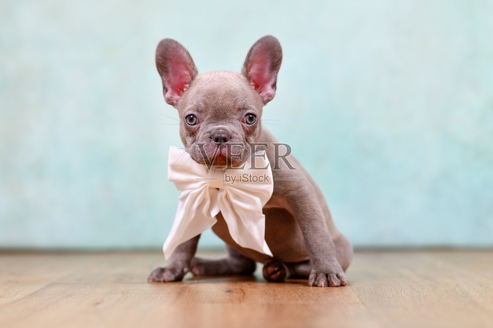 带有丝带的紫丁香法斗小狗照片摄影图片