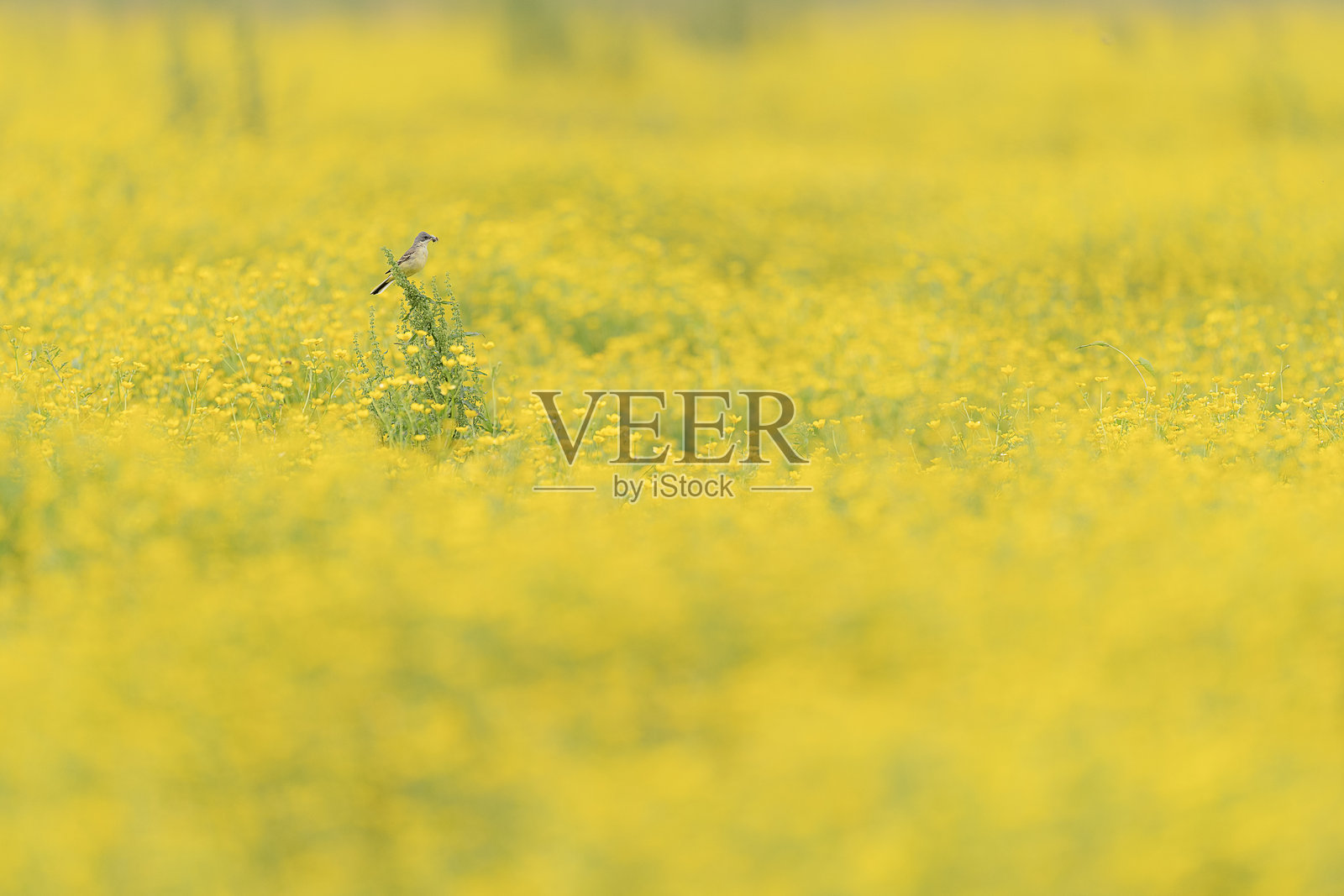 黄色花田中的鸟，精美艺术摄影（黄鹂）照片摄影图片