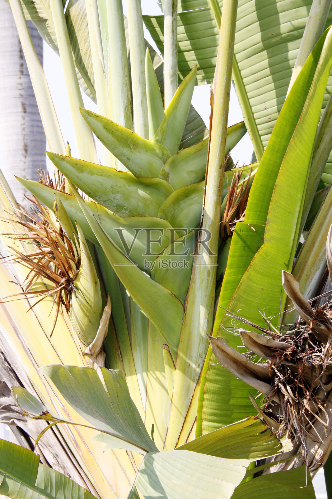 东南亚棕榈（Ravenala madagascariensis）与花序。照片摄影图片