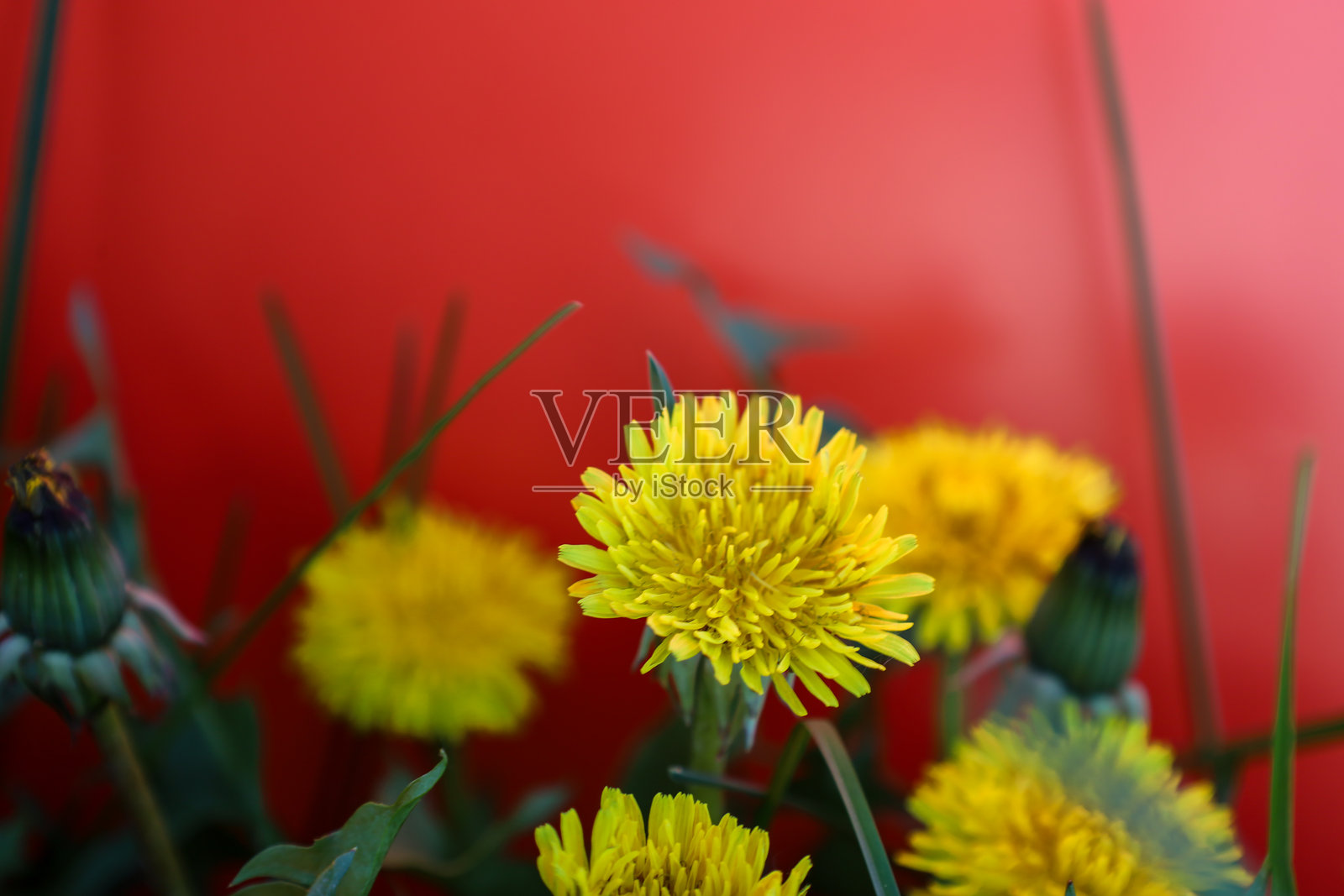 明亮的黄色蒲公英花与绿色的茎和叶子在模糊的红色背景下。色彩的对比突显了乌克兰春花的阳光能量和愉悦感。照片摄影图片