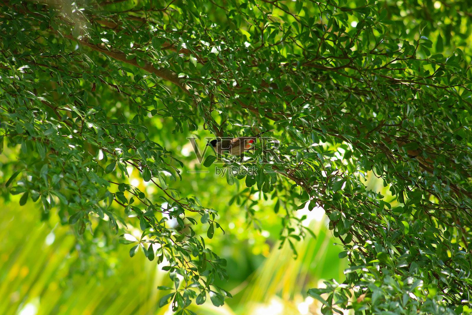 一只鸟在树上寻找猎物。照片摄影图片