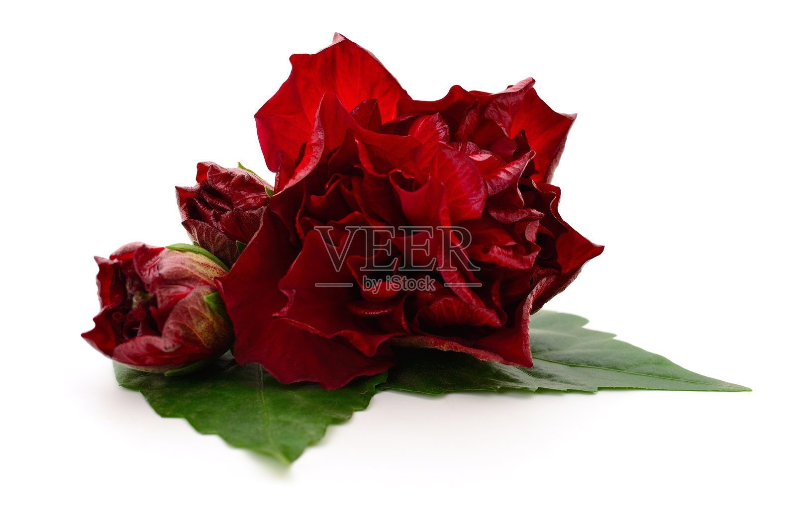 三朵红花。照片摄影图片