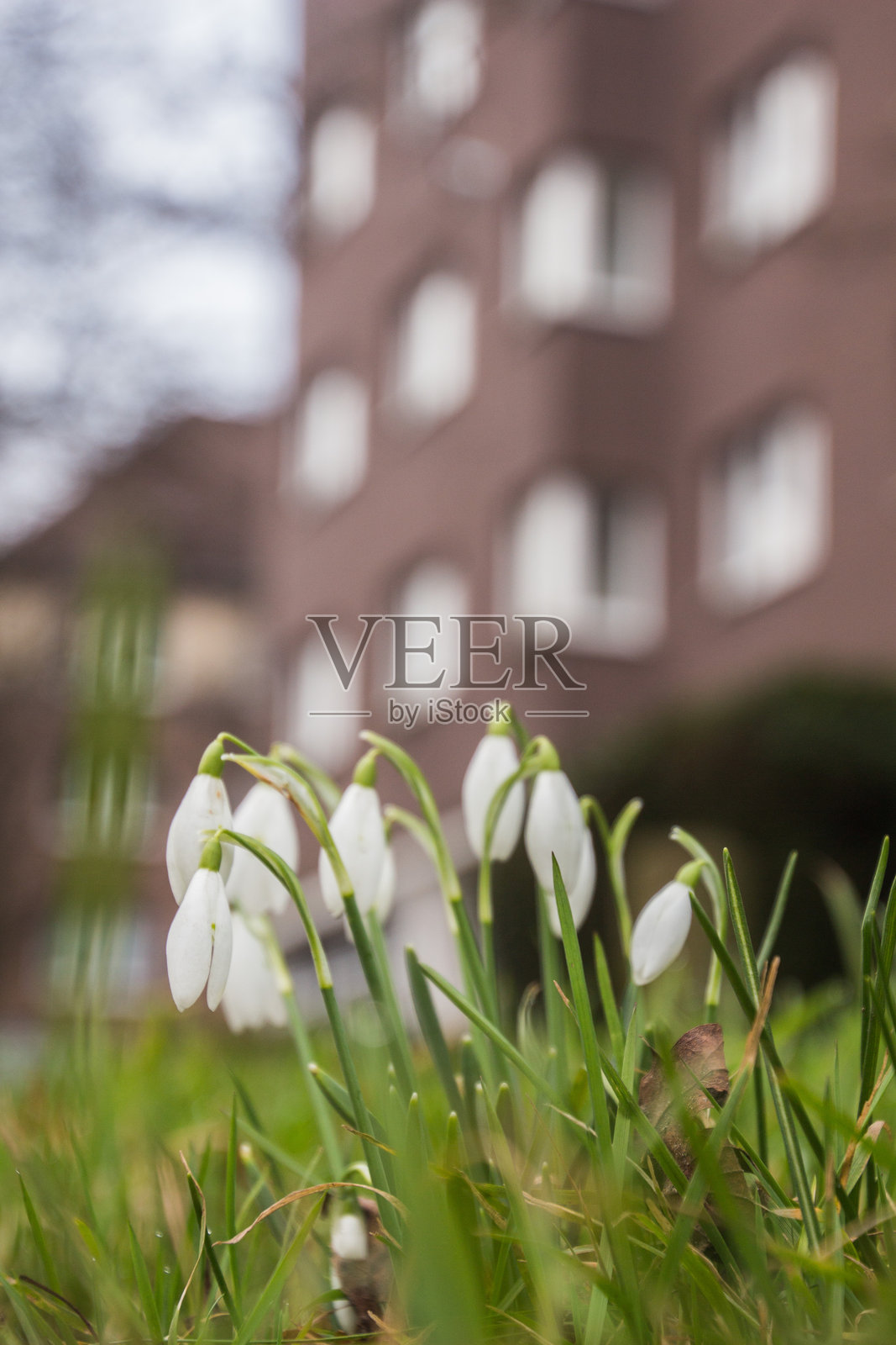 几朵雪花莲和背景中的高楼大厦照片摄影图片