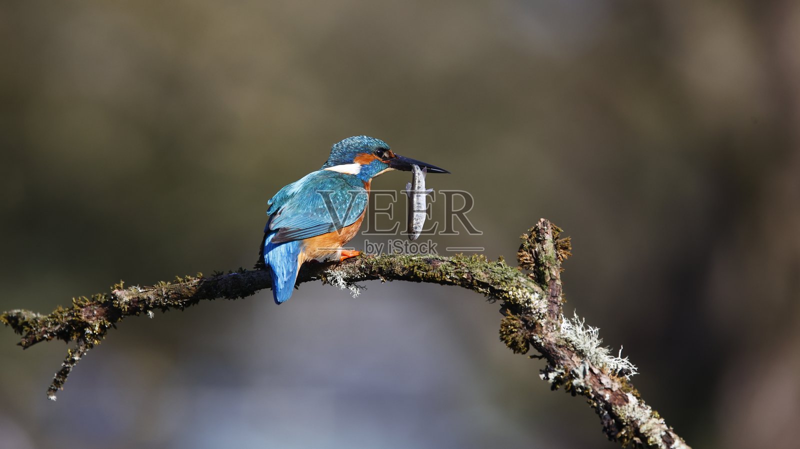 雄性翠鸟栖息在苔藓覆盖的树枝上照片摄影图片