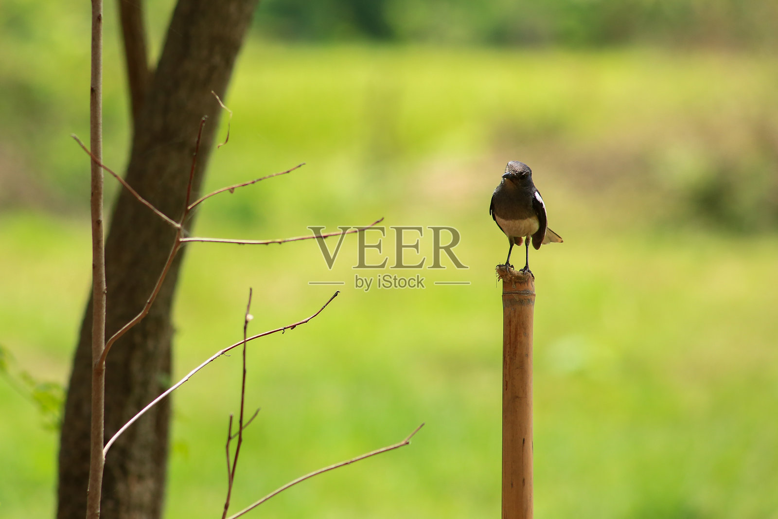 一只鸟在树上寻找猎物。照片摄影图片