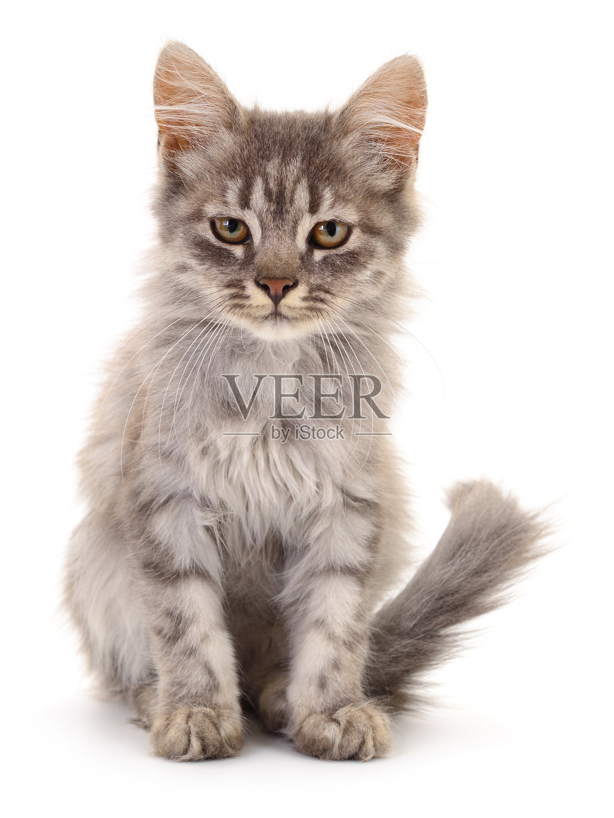 白色背景上的小猫。照片摄影图片