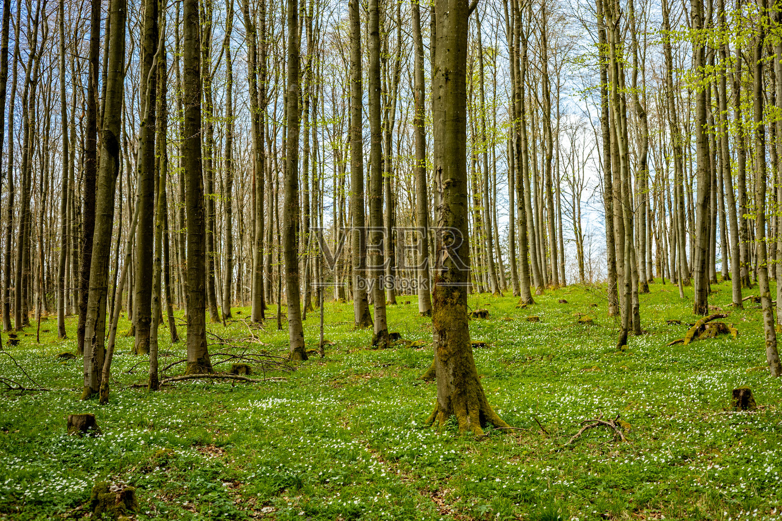 在图林根州的亨普费尔斯豪森附近的图林根罗恩，春天的阳光明媚，散步的美好时光照片摄影图片