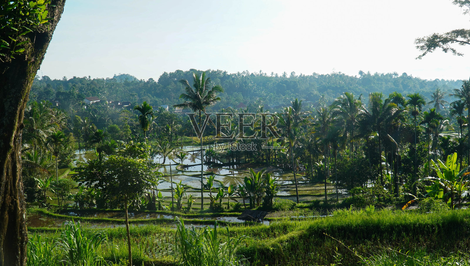 热带稻田梯田与棕榈树照片摄影图片