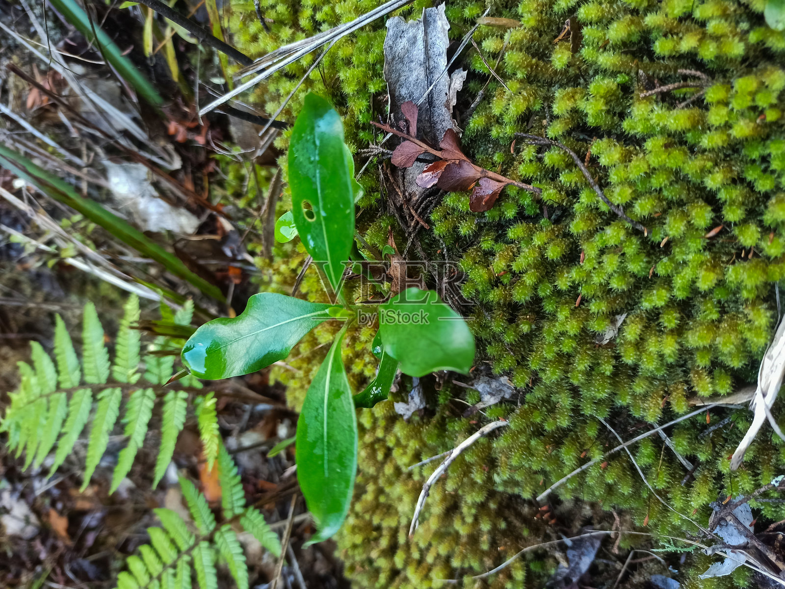 新西兰森林中的一种铜果树的幼苗照片摄影图片