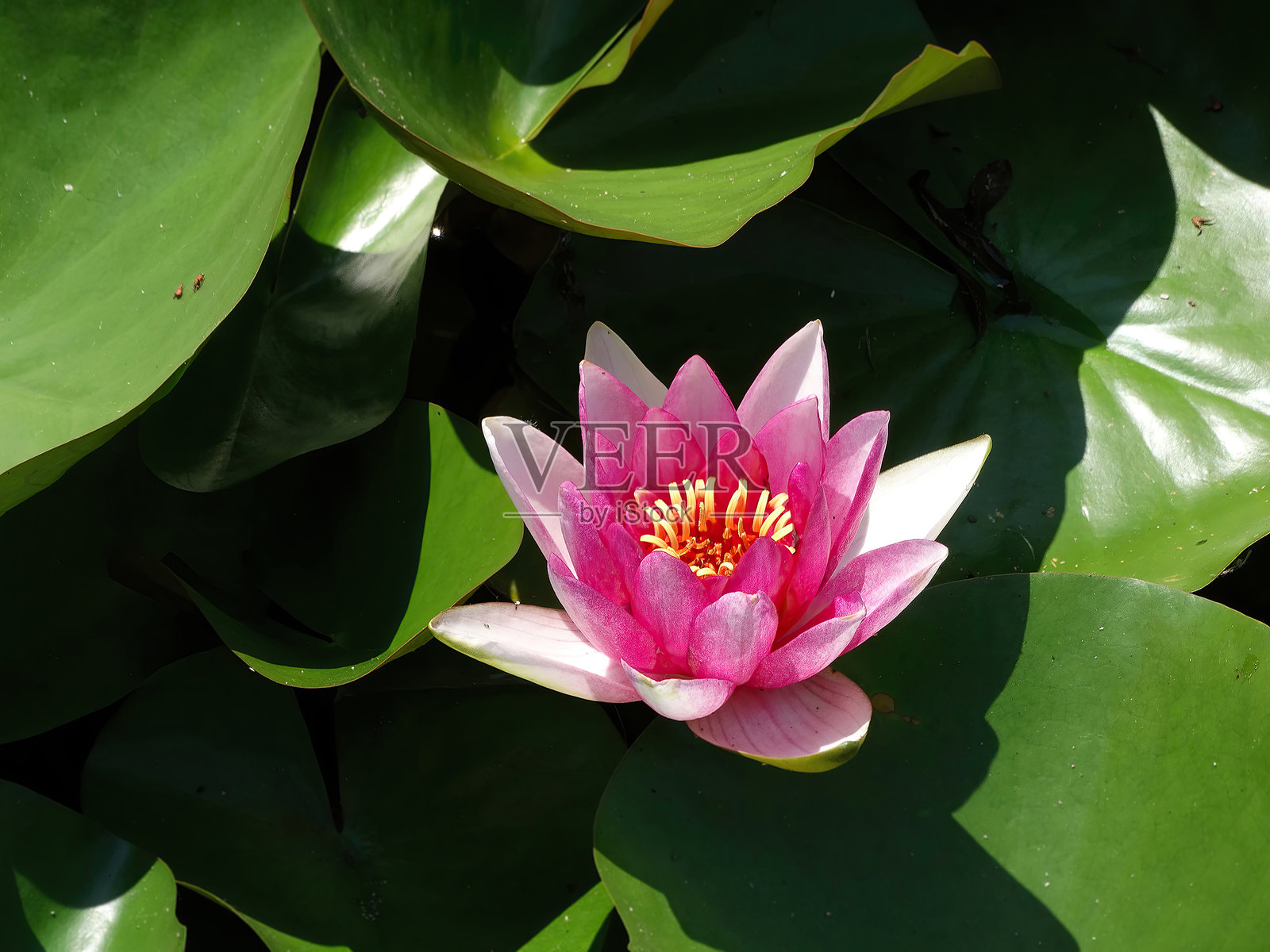 一朵鲜艳深粉色的睡莲花，花瓣舒展，静静漂浮在宁静的水面上，周围环绕着荷叶。照片摄影图片