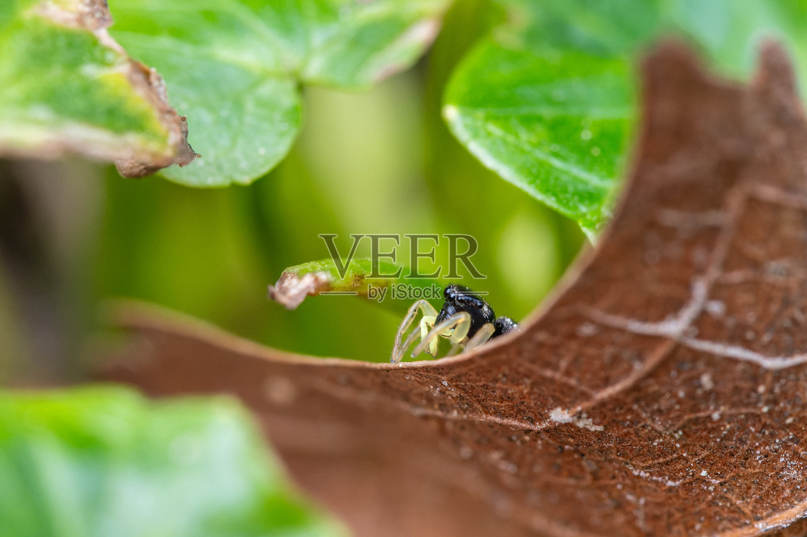 森林地面上的黄脚跳蛛在叶子上照片摄影图片