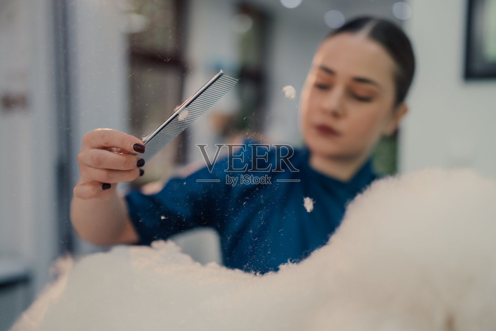 专业宠物美容师使用梳子去除松散的毛发照片摄影图片