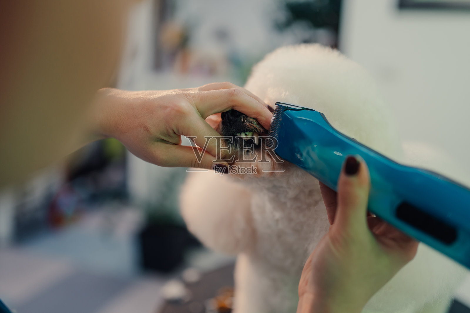 专业美容师正在用电动推子修剪一只白色贵宾犬的脸部。照片摄影图片