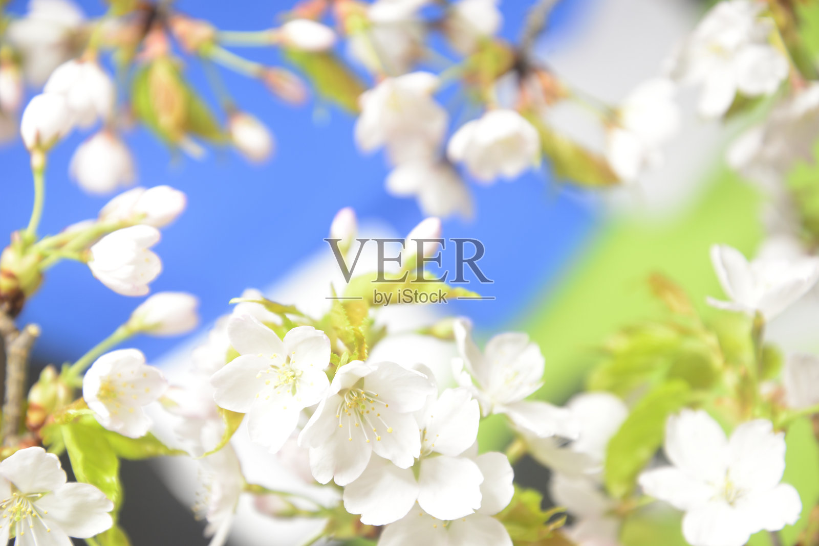 樱花特写照片摄影图片