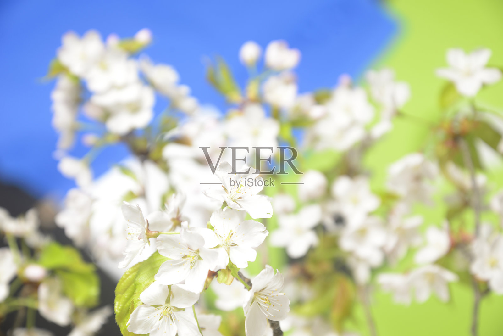 樱花特写照片摄影图片