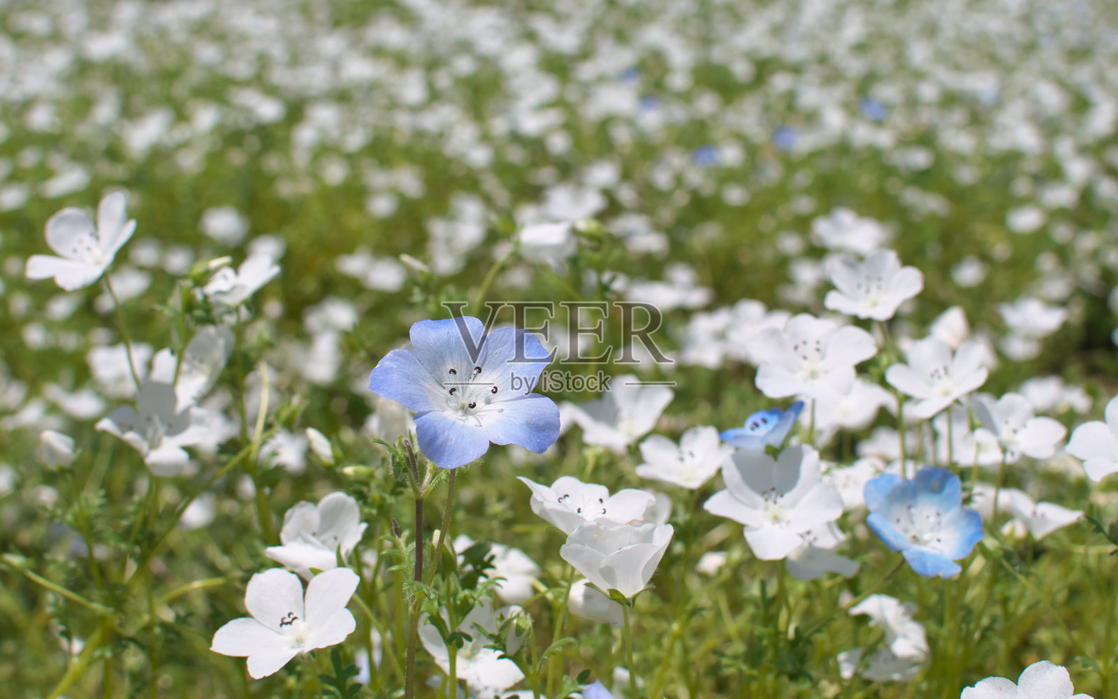 蓝眼泪照片摄影图片