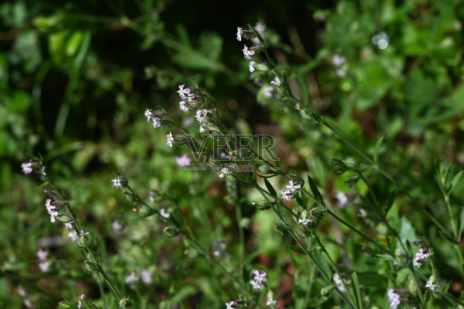 小花捕蝇草（Silene gallica）花。石竹科二年生植物。照片摄影图片