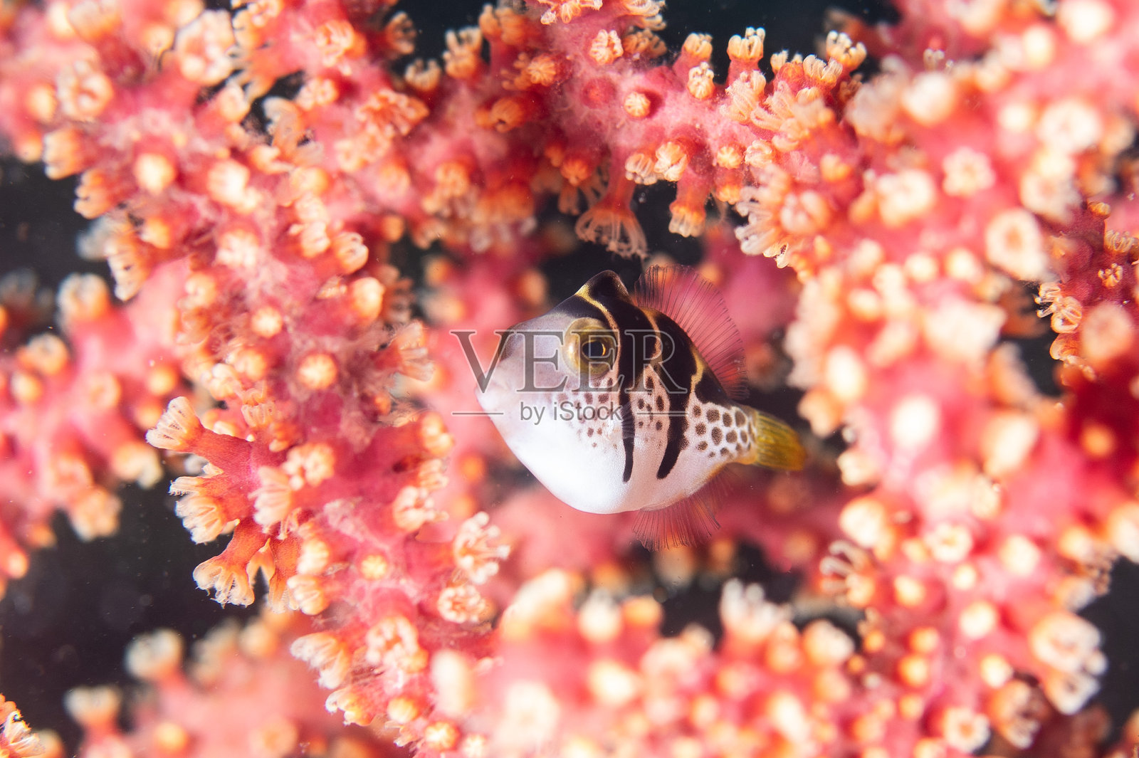 美丽的野生鱼类（花纹鳐鱼幼鱼）在蓝色海洋中游泳照片摄影图片