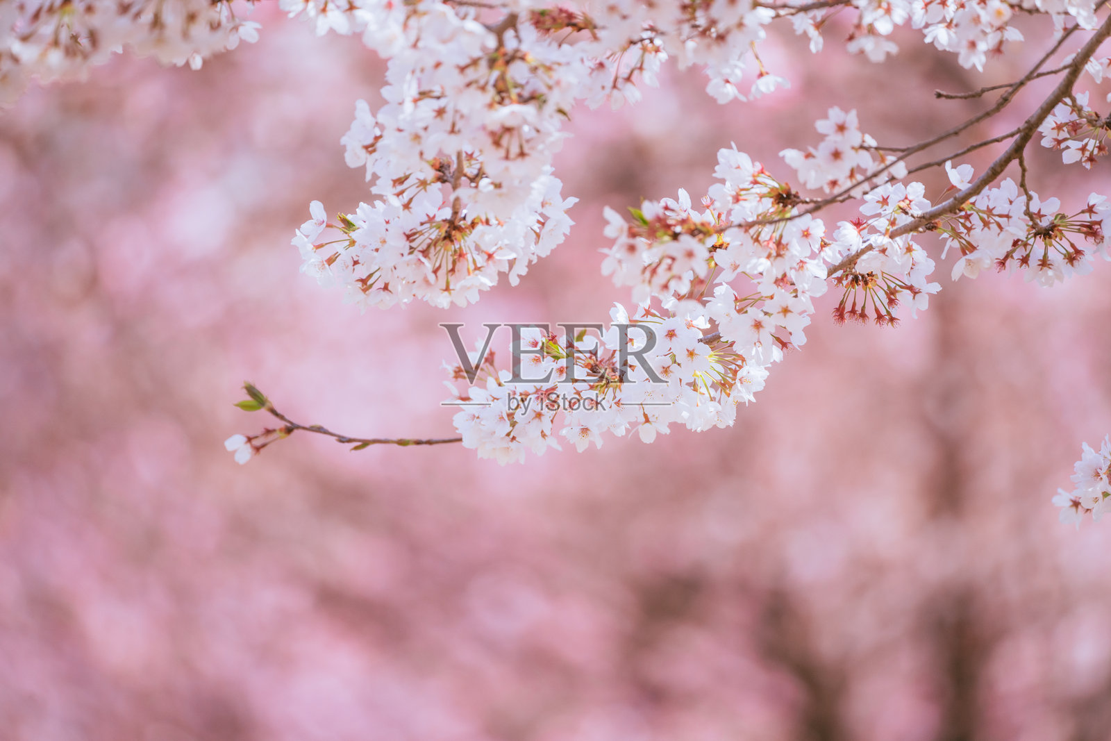 2024年赤城春天盛开的樱花照片摄影图片