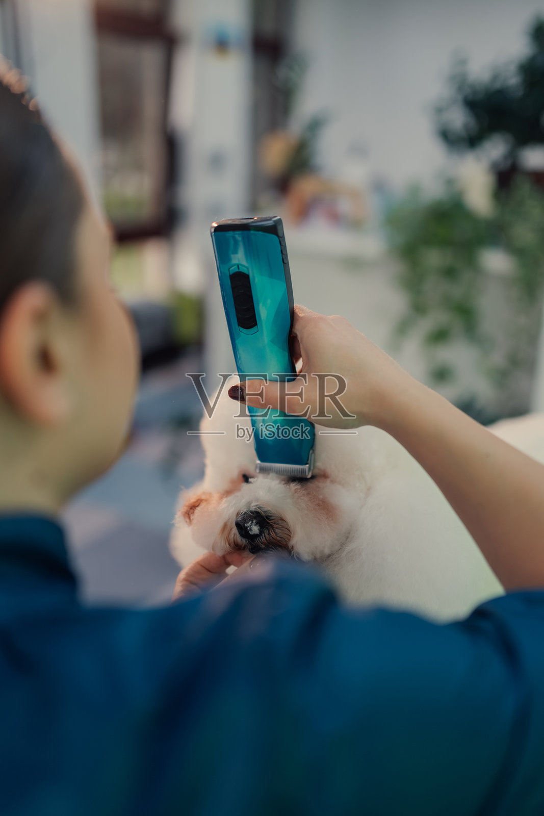 专业宠物美容师为比熊犬修剪面部毛发照片摄影图片