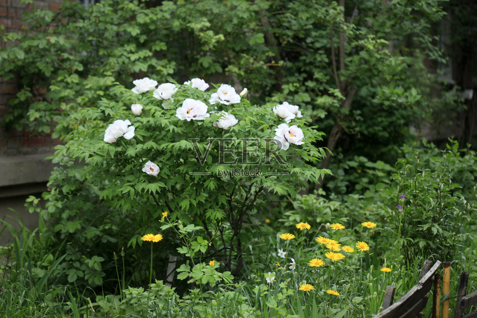 春天花园中的五彩缤纷的花朵照片摄影图片