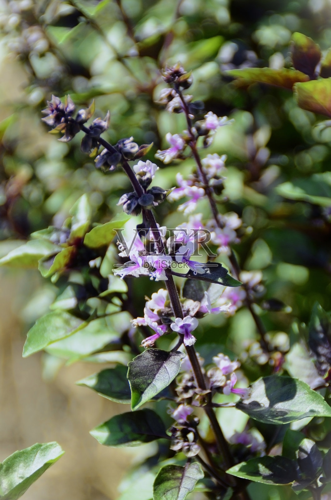 紫罗勒（Ocimum basilicum）的花朵细节照片摄影图片