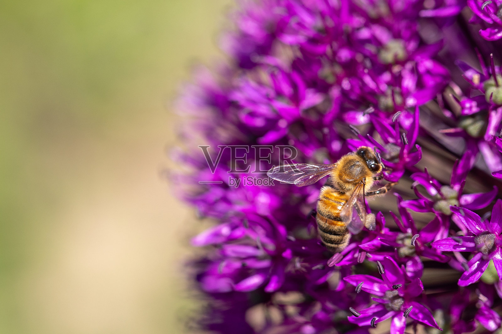 蜜蜂（蜜蜂属）在许多小葱花（葱属）上采蜜的特写镜头照片摄影图片