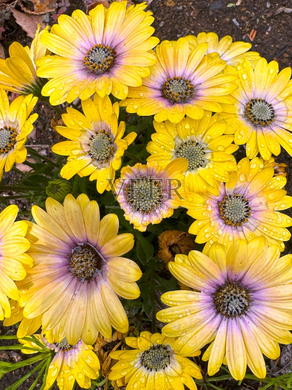 双花菊照片摄影图片