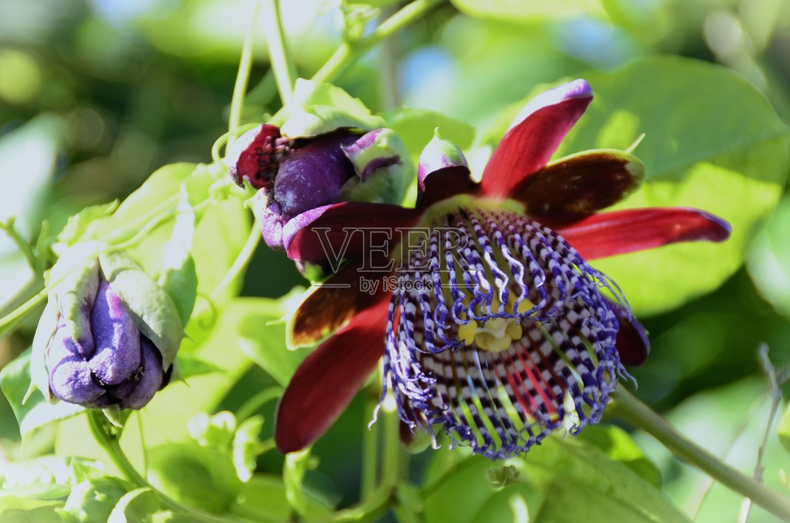 阳光明媚的日子里，甜美的百香果（Passiflora alata）的花蕾和花朵照片摄影图片