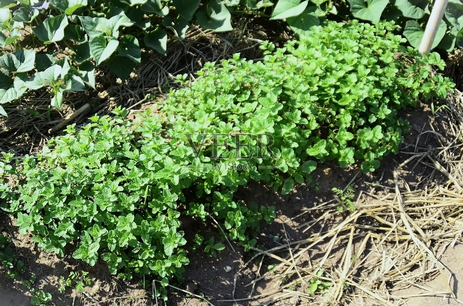 阳光下后院的薄荷床 (Mentha x villosa)照片摄影图片