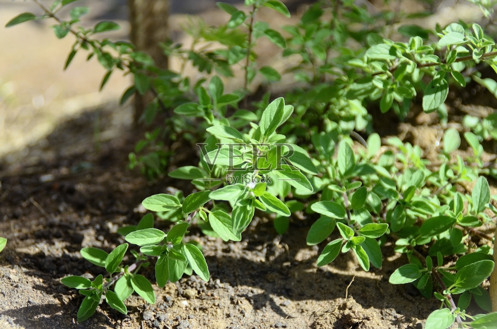 香菜（Origanum vulgare）叶子的细节在菜园中照片摄影图片