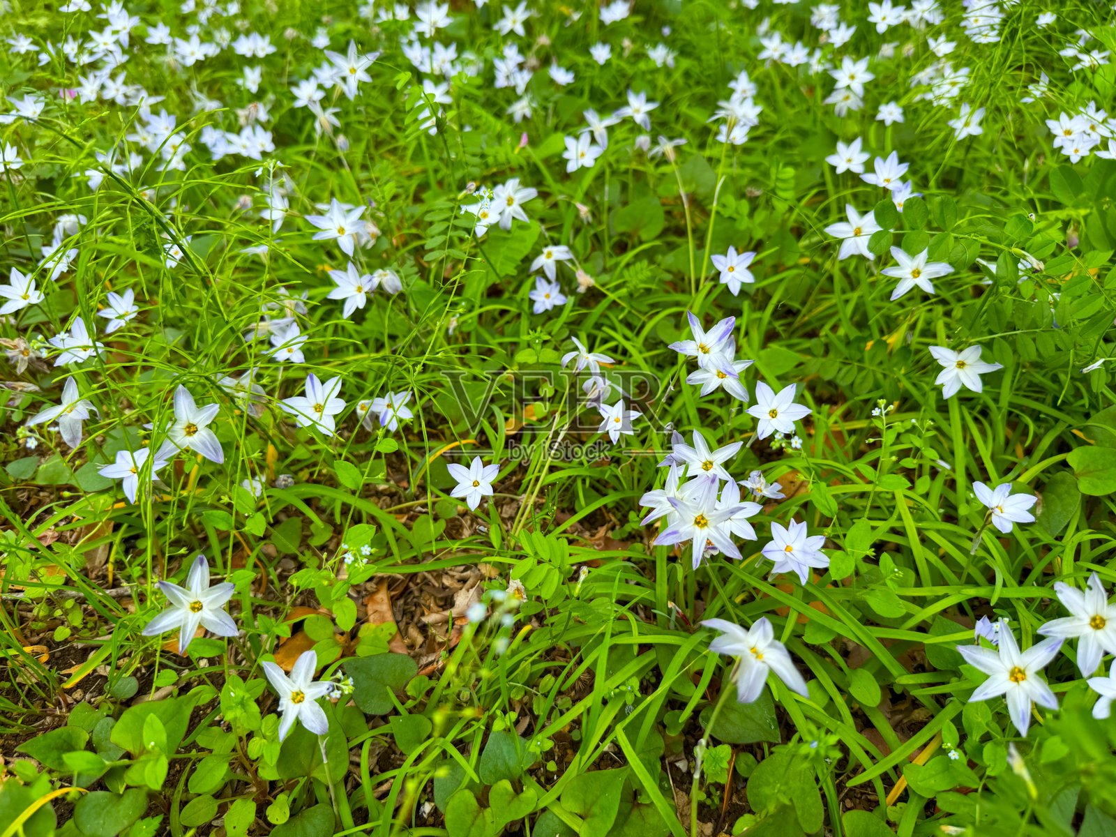 单花伊菲翁照片摄影图片