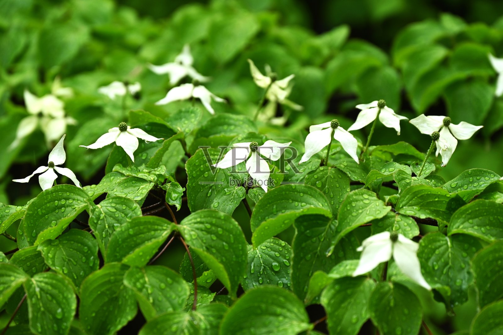 狗木（Cornus kousa）花。山茱萸科落叶树。照片摄影图片