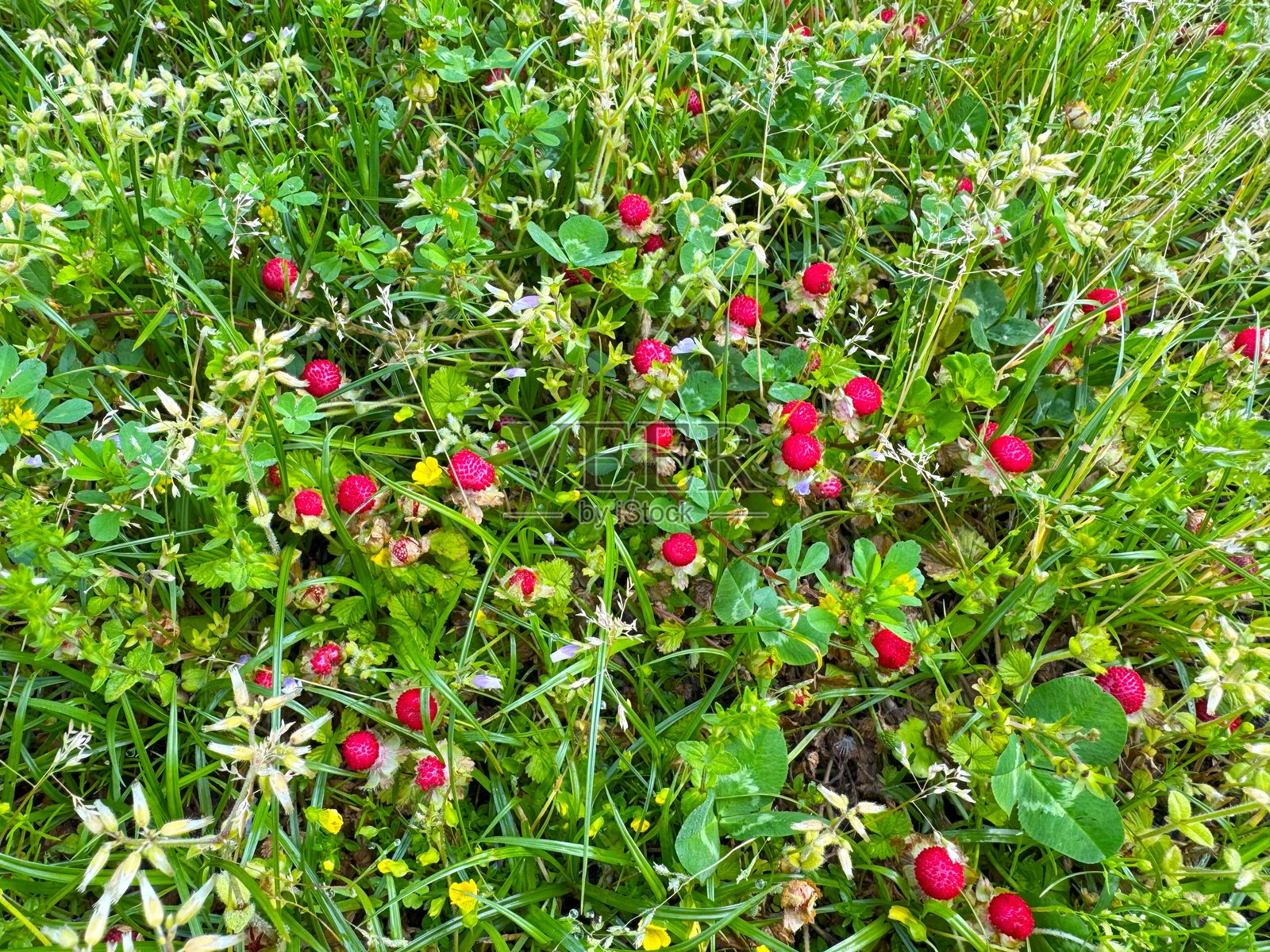 蛇莓照片摄影图片