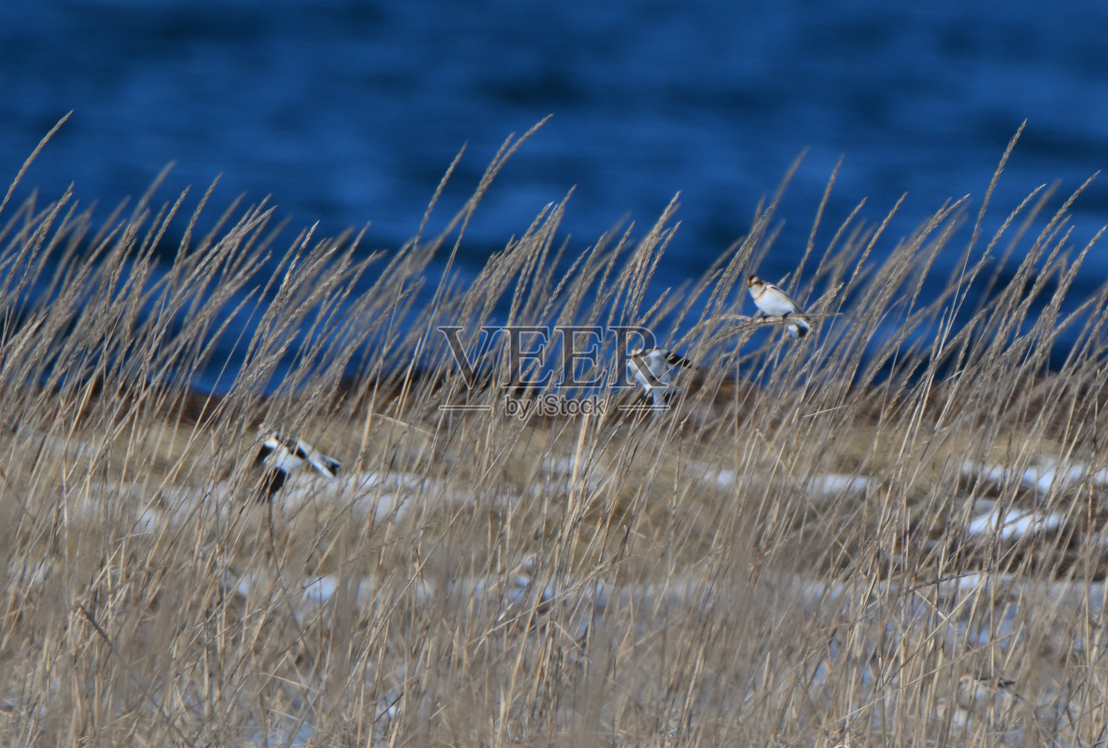 一群雪雀在北海道的野付半岛吃着毛状草的种子。照片摄影图片