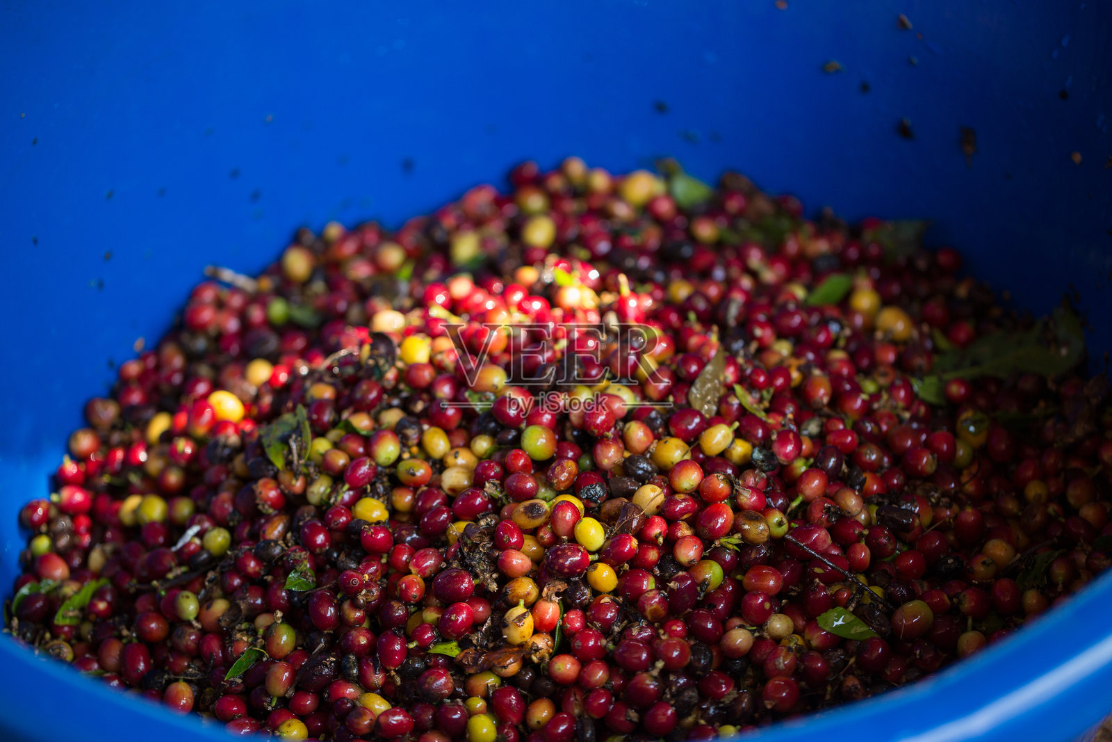 智能农业技术机械烘焙设备咖啡豆阳光干燥工具阳光光束新鲜花园农产品农业促进农民概念特写植物农场模糊背景照片摄影图片