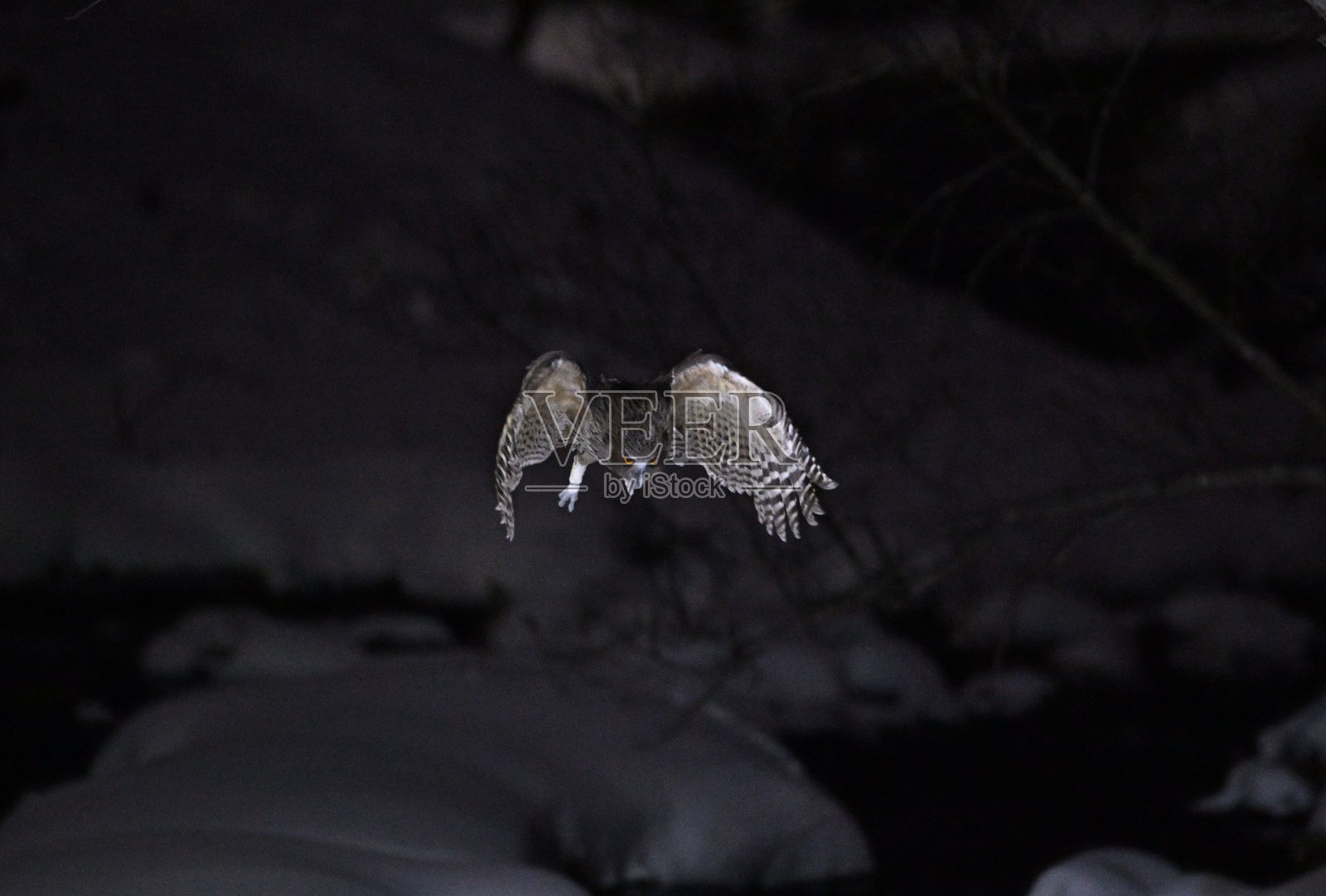 一只布莱基斯顿鱼鸮飞入北海道知床半岛的雪-covered溪流中。照片摄影图片