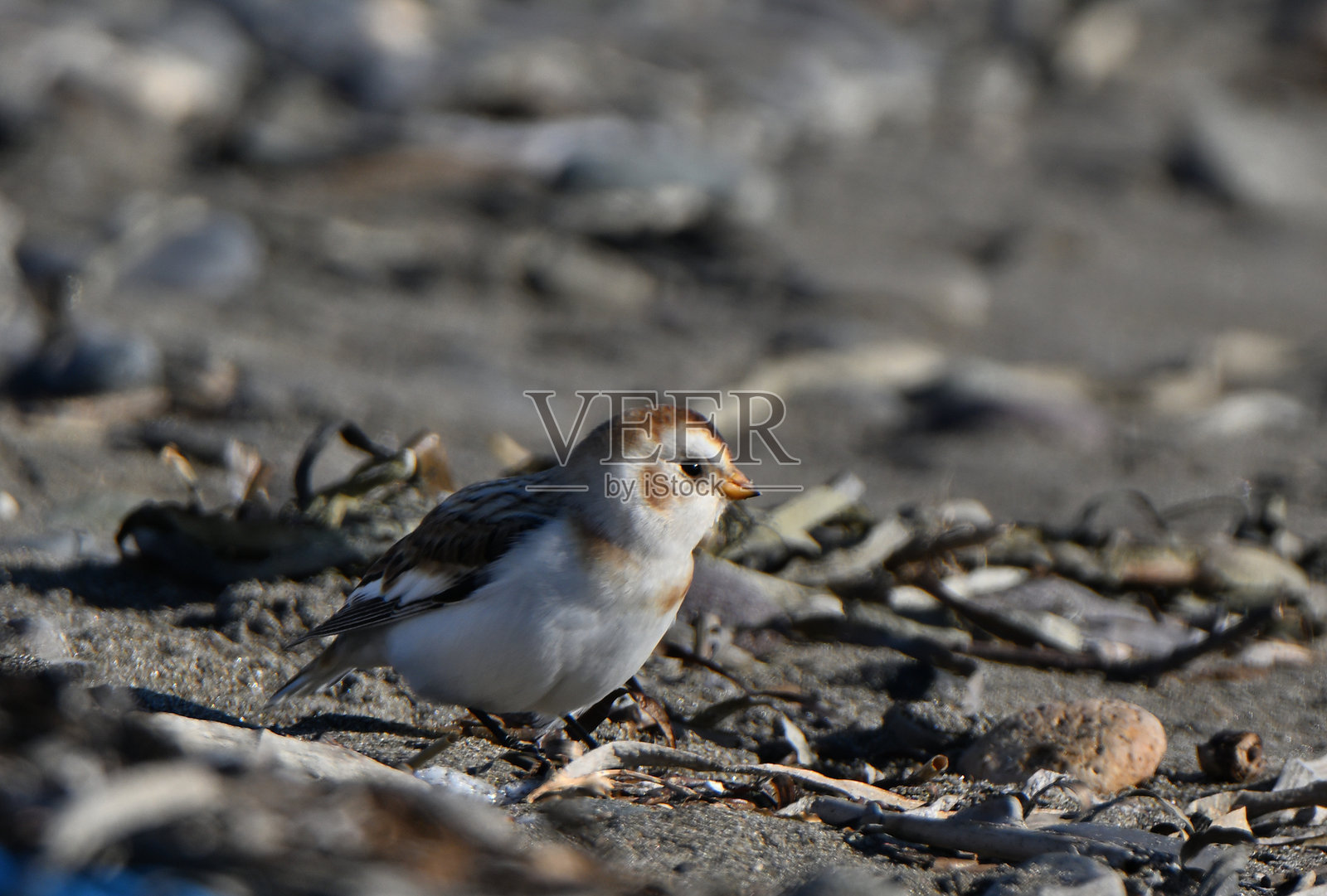 在北海道野付半岛的冬季沙滩上，雪雀正在寻找食物。照片摄影图片