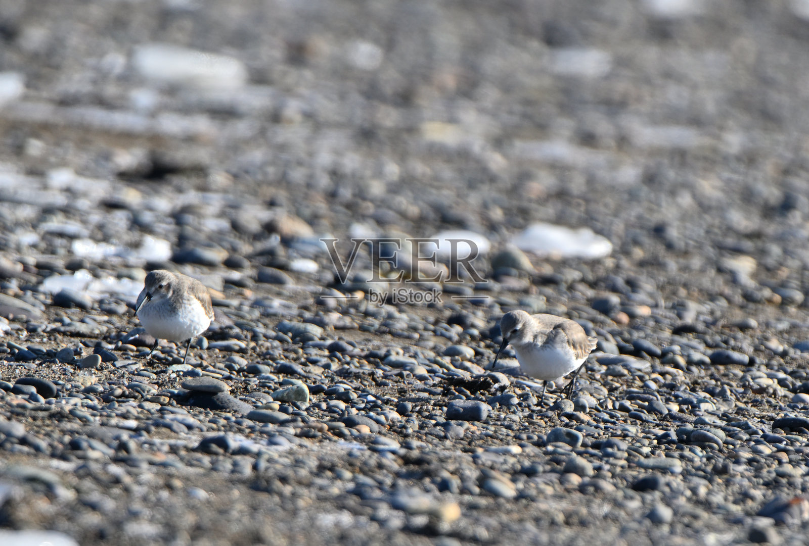 在北海道野付半岛的雪白沙滩上，敦林沙鸥正在寻找食物。照片摄影图片