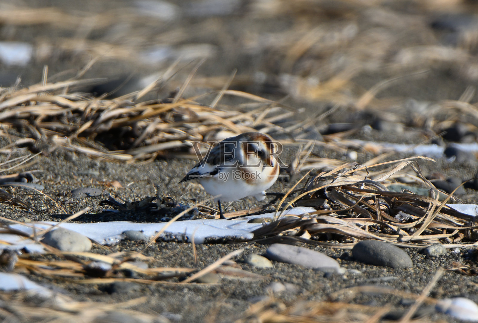在北海道野付半岛的雪白沙滩上，雪雀正在寻找食物。照片摄影图片