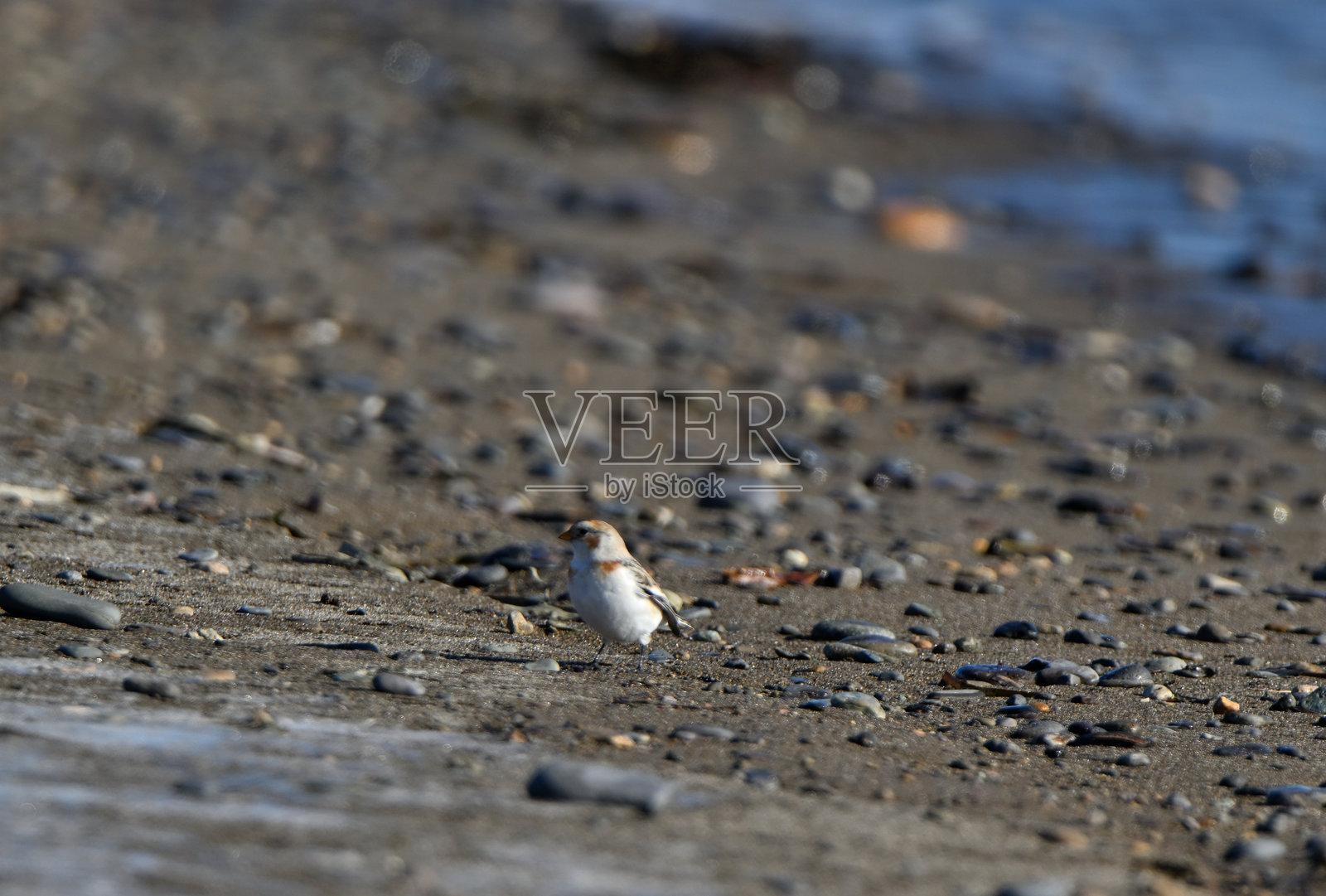 雪鹀在北海道的野付半岛海岸寻找食物。照片摄影图片