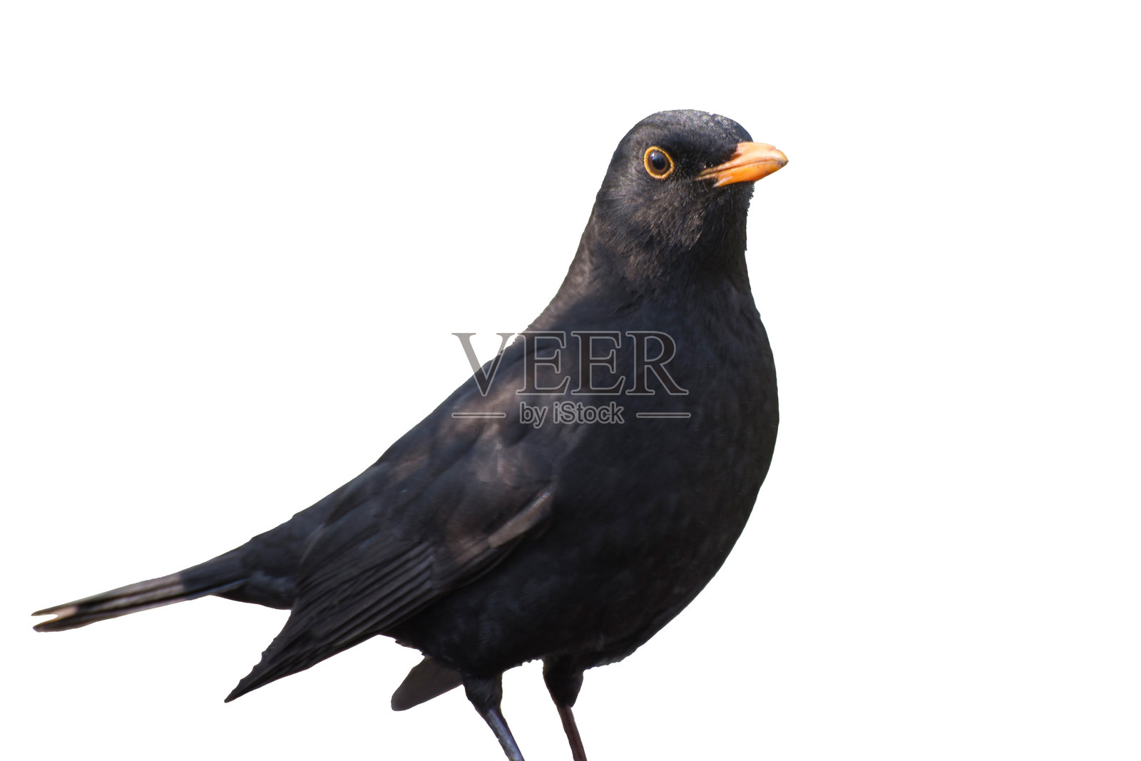 森林中的黑鸫（Turdus merula）。黑色野鸟在白色背景上孤立。照片摄影图片